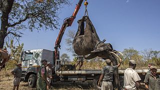 Malawi : des éléphants transférés du parc de Liwonde