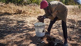 Zimbabwe : de la bouse de vache comme protection hygiénique