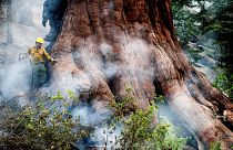 A firefighter protects a sequoia tree as the Washburn Fire burns in Mariposa Grove in Yosemite National Park, California, on Friday, July 8, 2022.