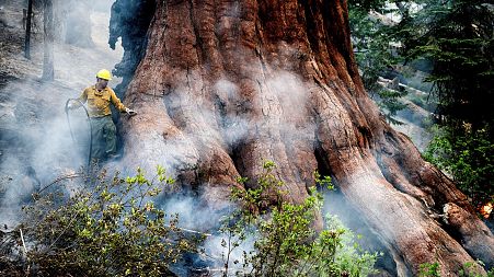 A firefighter protects a sequoia tree as the Washburn Fire burns in Mariposa Grove in Yosemite National Park, California, on Friday, July 8, 2022.