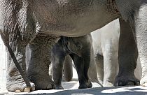 Ελέφαντες στον ζωολογικό κήπο της Ζυρίχης (φωτογραφία αρχείου)