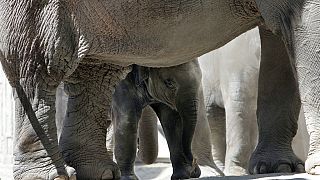 Muerte de dos elefantes jóvenes en Zúrich 