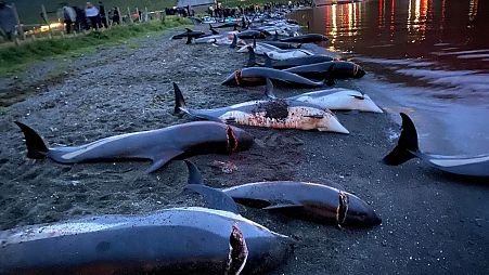 A super-pod of 1,428 Atlantic white-sided dolphins was driven into the shallow waters of Skalabotnur beach on the Faroe Islands last year, where every single one was killed.