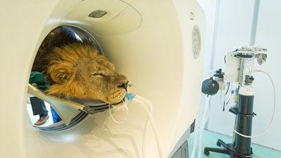 Asiatic lion Bhanu has CAT scan at ZSL London Zoo.