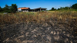 Una granja rodeada de cultivos quemados en Locate di Triulzi, a unos 14 kilómetros al sureste de Milán, en el norte de Italia, el 8 de julio de 2022.