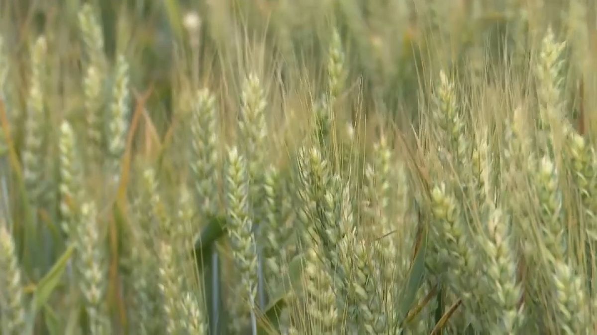 Un campo de trigo en Ucrania