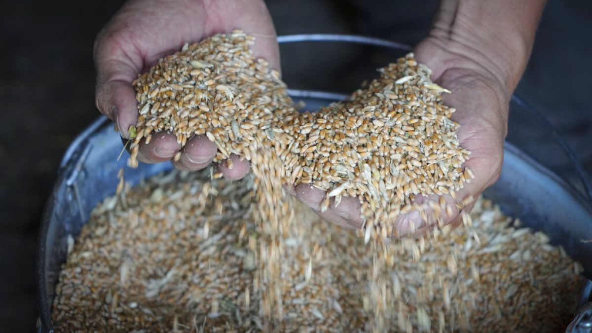 Produtor mostra grãos de cereais colhidos na região de Donetsk, Ucrânia