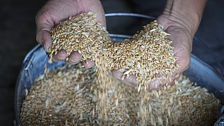 Produtor mostra grãos de cereais colhidos na região de Donetsk, Ucrânia