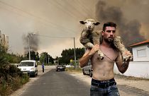 Uma ovelha é salva do incêndio na Boa Vista, em Leiria, Portugal