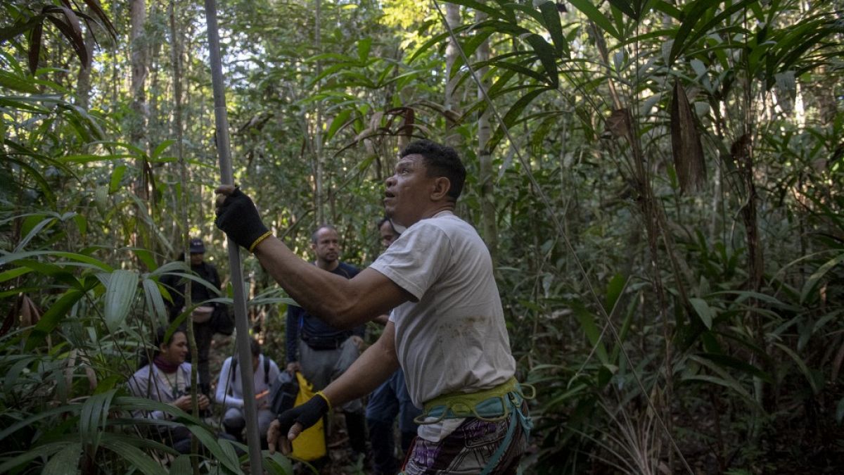 La forêt amazonienne et sa richissime biodiversité sont de plus en plus menacées par la déforestation.
