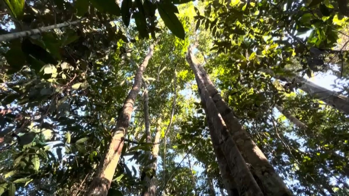 A expedição, organizada pela Greenpeace, envolve 15 cientistas e vai prolongar-se por várias semanas nas regiões da Amazónia 