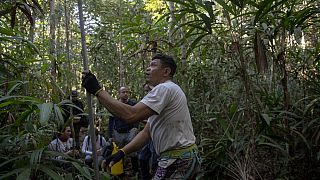 La forêt amazonienne et sa richissime biodiversité sont de plus en plus menacées par la déforestation.