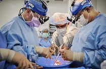 Surgeons prepare the pig heart for transplantation.