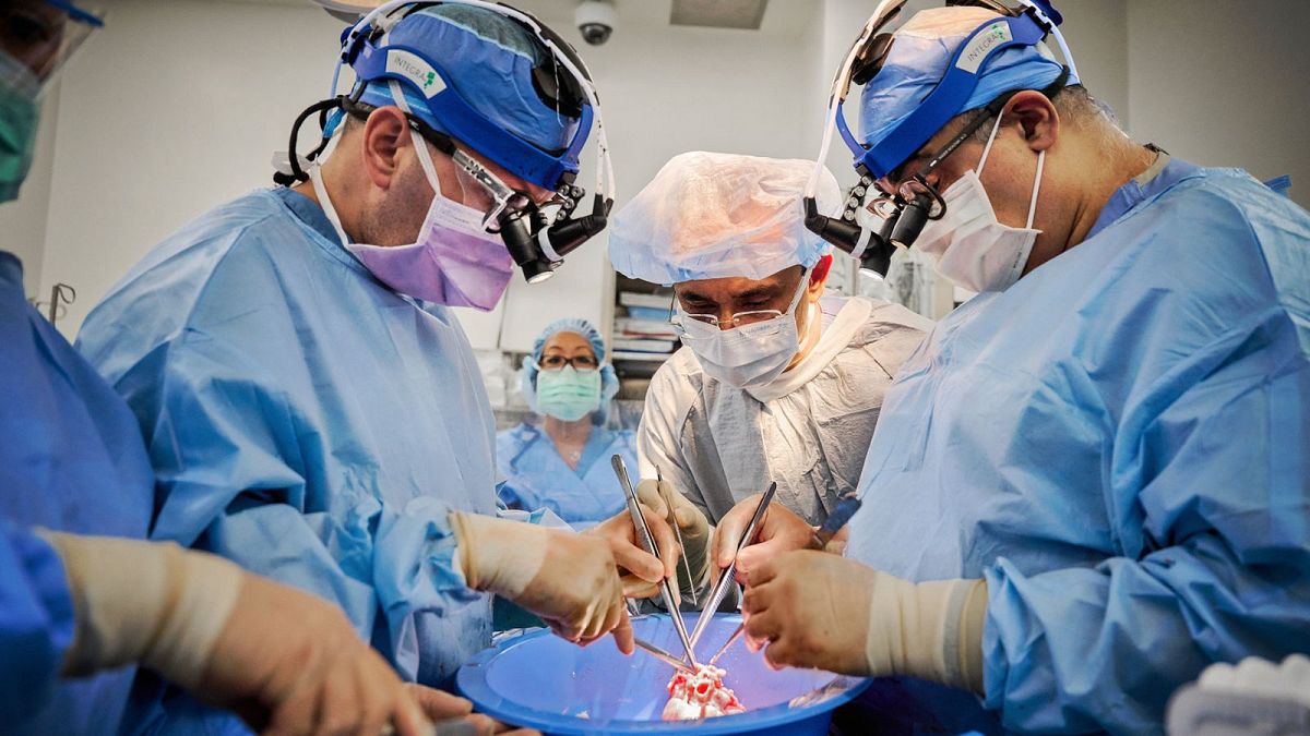 جراحان قلب خوک را برای پیوند آماده می کنند