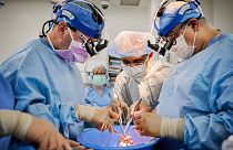 جراحان قلب خوک را برای پیوند آماده می کنند