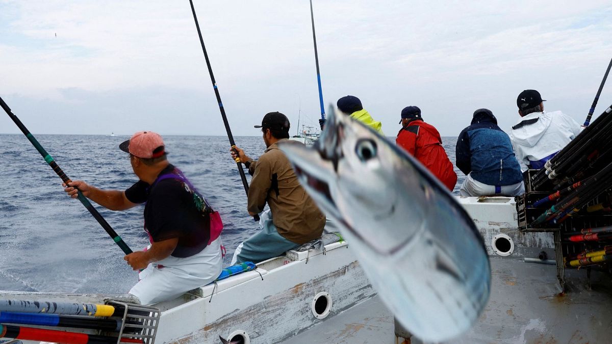 Sustainable tuna fishing is bad for climate – here's why
