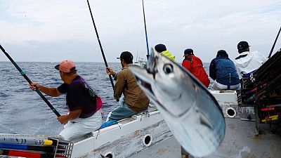 Locals and experts warn that unusually fatty katsuo is an indicator of climate change. Locals and experts warn that unusually fatty katsuo is an indicator of climate change.