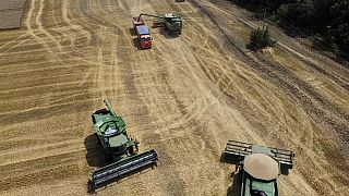 وقوع جنگ میان روسیه و اوکراین که صادر کننده یک سوم غلات جهان هستند نگرانی‌هایی از امنیت غذایی را در پی داشته است