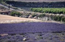 Ein Lavendelfeld in der Provence