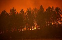 Un feu de forêt atteint une ligne de pins dans le village de Bemposta, près d'Ansiao, dans le centre du Portugal, mercredi 13 juillet 2022.