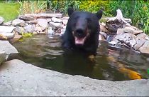 Bear cools off in pond, scared away by koi carps