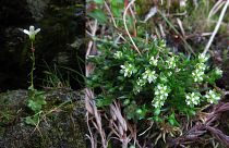 Drooping saxifrage and snow pearlwort are fast disappearing from Scotland's mountainsides.