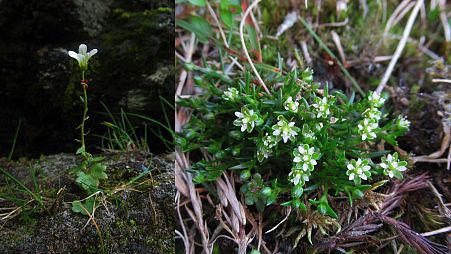 Drooping saxifrage and snow pearlwort are fast disappearing from Scotland's mountainsides.