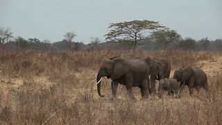 At least five persons killed by elephants in Northern Mozambique