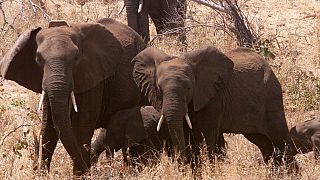 Mozambique : 5 personnes tuées dans une attaque d'éléphants