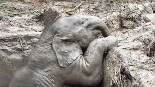 تايلاند: إنقاذ فيل صغير وأمه وقعا في حفرة للصرف الصحي