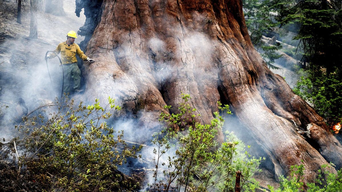 Séquoia géant protégé par un pompier