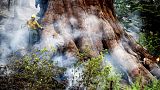 Séquoia géant protégé par un pompier