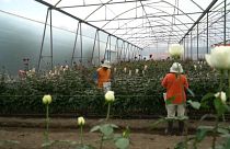 En crisis la industria de las flores en Ecuador