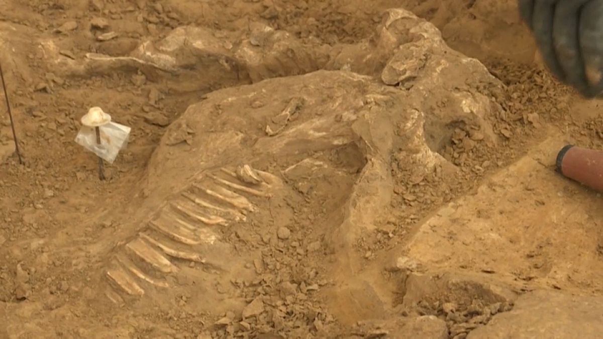 عظام بشرية جديدة في موقع معركة ووترلو في بلجيكا