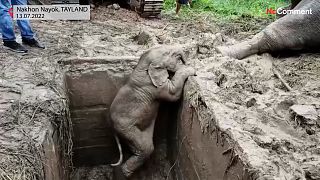Tayland'da yetkililer anne ve yavru fili kurtarmak için yoğun çaba harcadı. İki hayvan da yaralanmadan doğal yaşamlarına geri döndü.