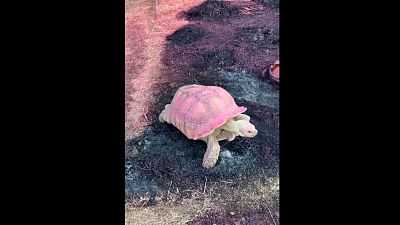 Tortoises at sanctuary hit by pink fire retardant