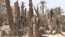 Los oasis de palmeras marroquíes, en serio peligro a causa del cambio climático