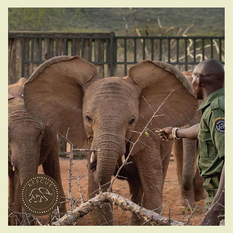 Reteti Elephant Sanctuary is a Samburu