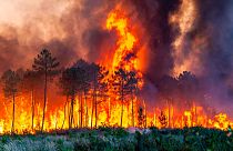 Un feu de forêt près de Landiras dans le sud-ouest de la France, le 17 juillet 2022