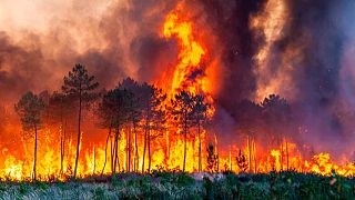 Un feu de forêt près de Landiras dans le sud-ouest de la France, le 17 juillet 2022 