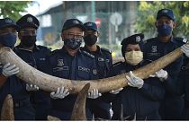 رجال الشرطة في ماليزية يرفعون ناب فيل ضبط بين الشحنة المهربة