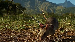 Tanzanie : la mystérieuse maladie identifiée comme "la maladie du rat"