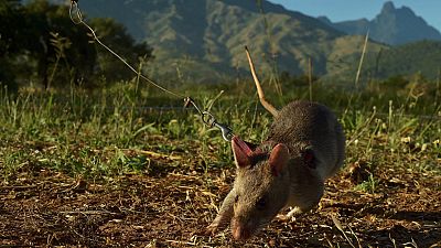 Tanzania identifies mysterious deadly illness as 'rat fever'