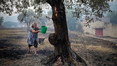 A resident uses a bucket of water to put out embers on olive trees in Ourem, Portugal last week.