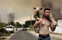 Dieses Foto eines jungen Mannes, der in Portugal ein Schaf rettet, geht viral