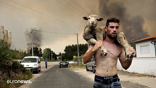 Dieses Foto eines jungen Mannes, der in Portugal ein Schaf rettet, geht viral
