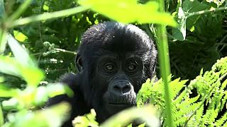 Meet the mountain gorillas living in Uganda's Bwindi forest