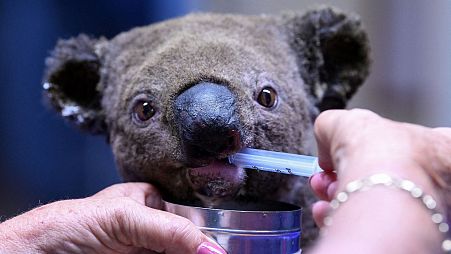 A dehydrated and injured koala receiving treatment at the Port Macquarie Koala Hospital in Australia.