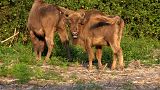 Des bisons sont libérés d'un corral dans la réserve naturelle du Wildwood Trust dans le Kent le 18 juillet 2022.