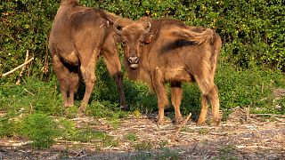 Des bisons sont libérés d'un corral dans la réserve naturelle du Wildwood Trust dans le Kent le 18 juillet 2022. 